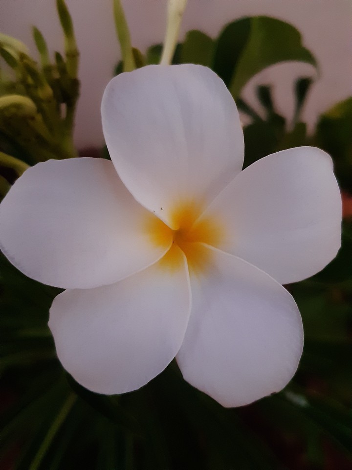Grandma flower