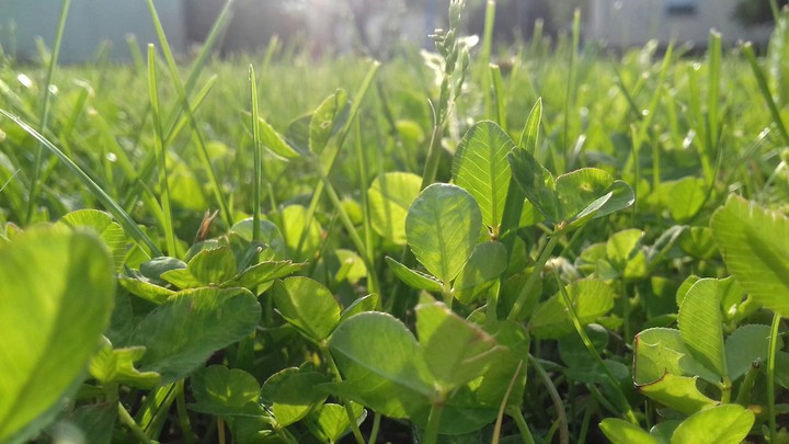 grass