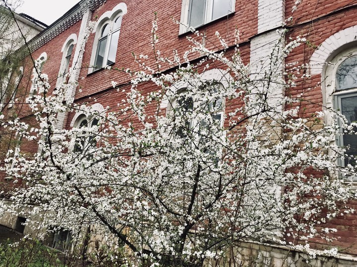 sakura