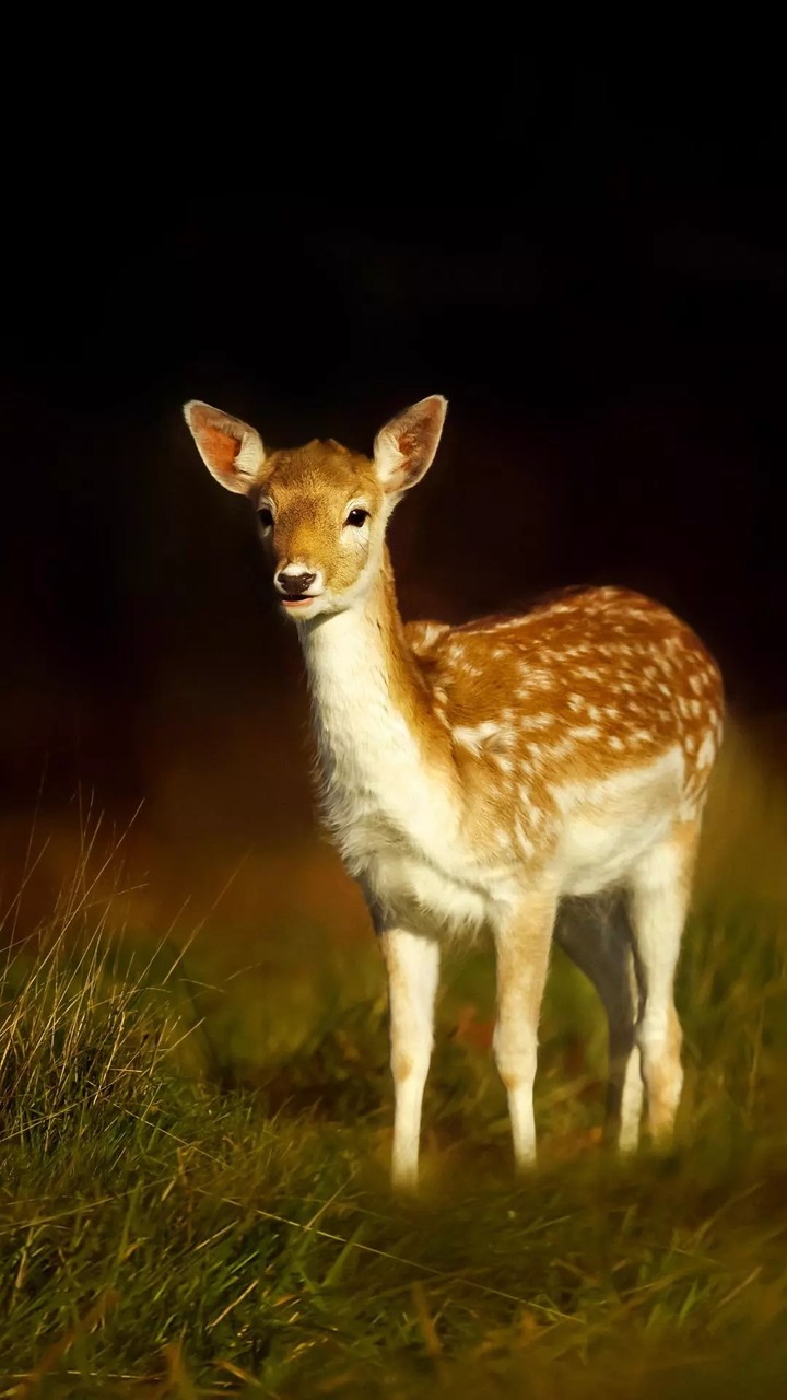 deer