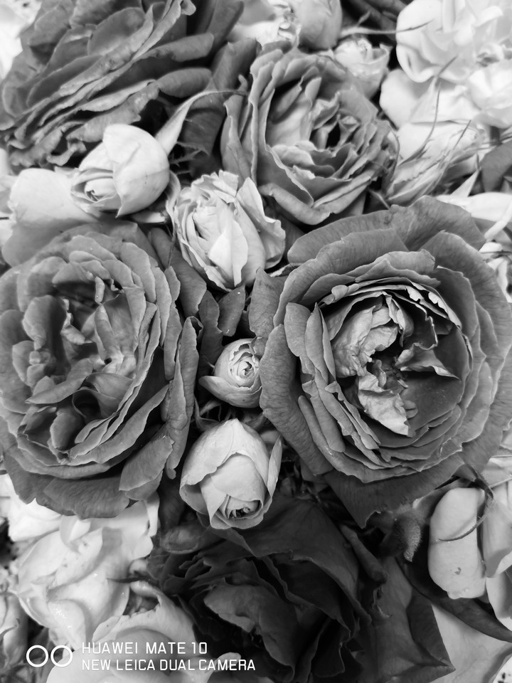 roses