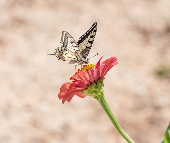 butterfly