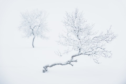 winter, frost वॉलपेपर
