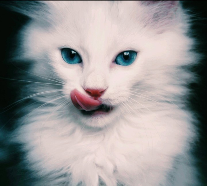 a cat