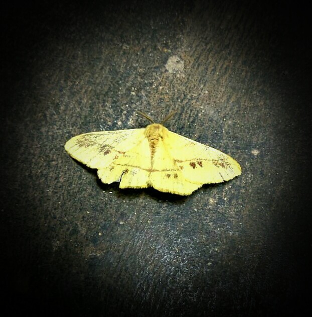 A moth by the light!