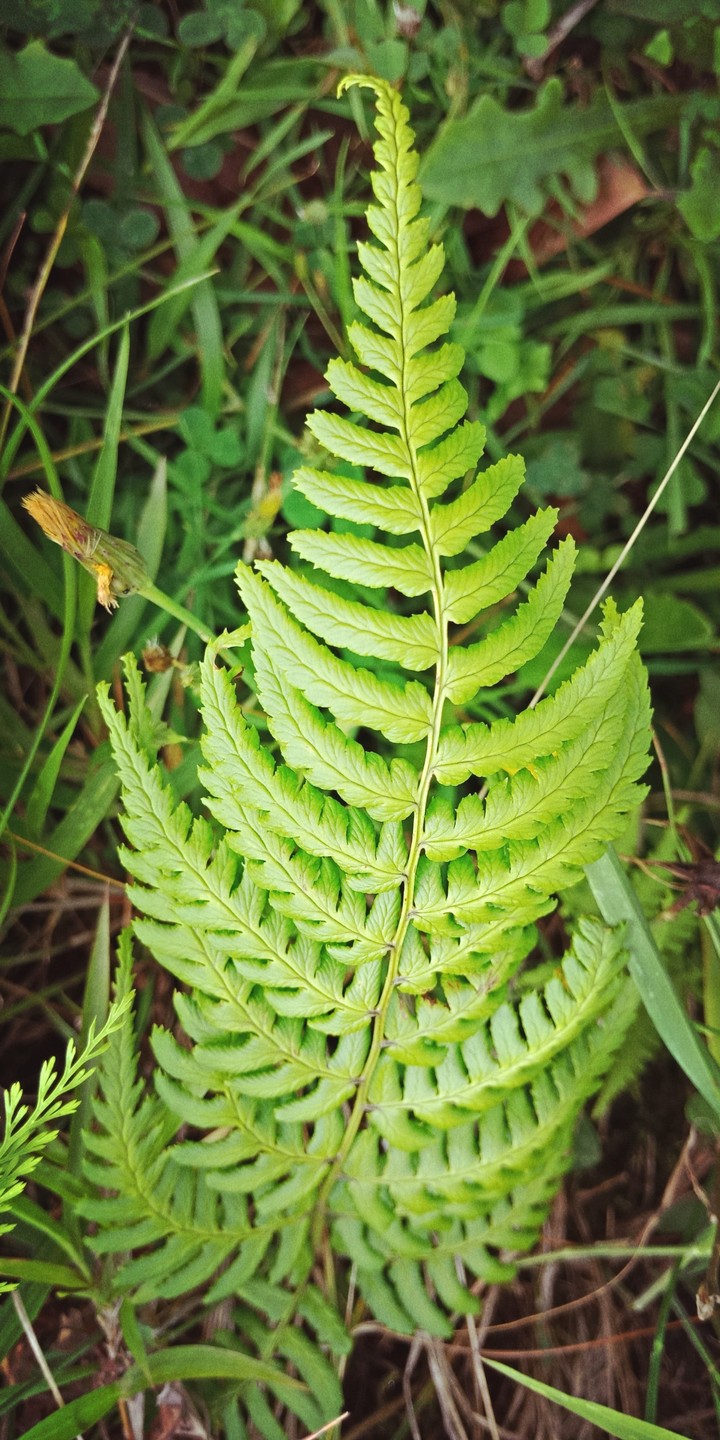 Nature