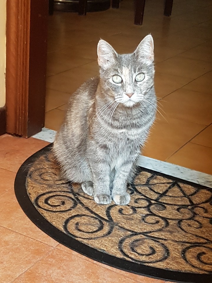 nellina