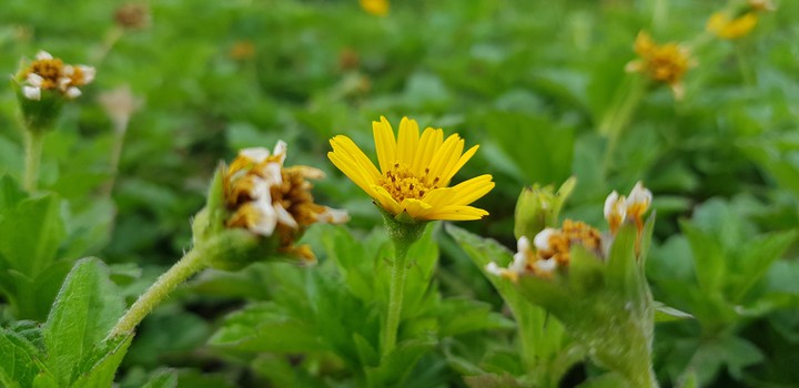 yellow flower