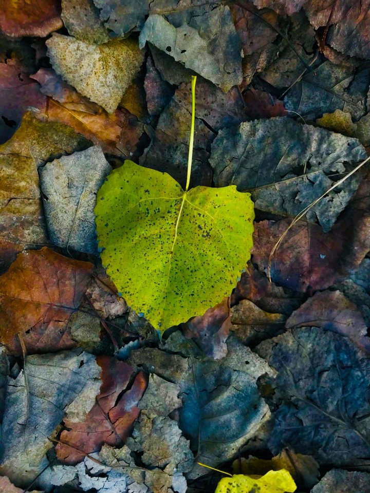 leaves