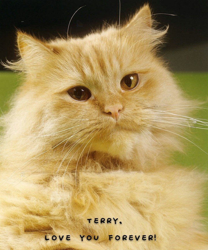 Terry