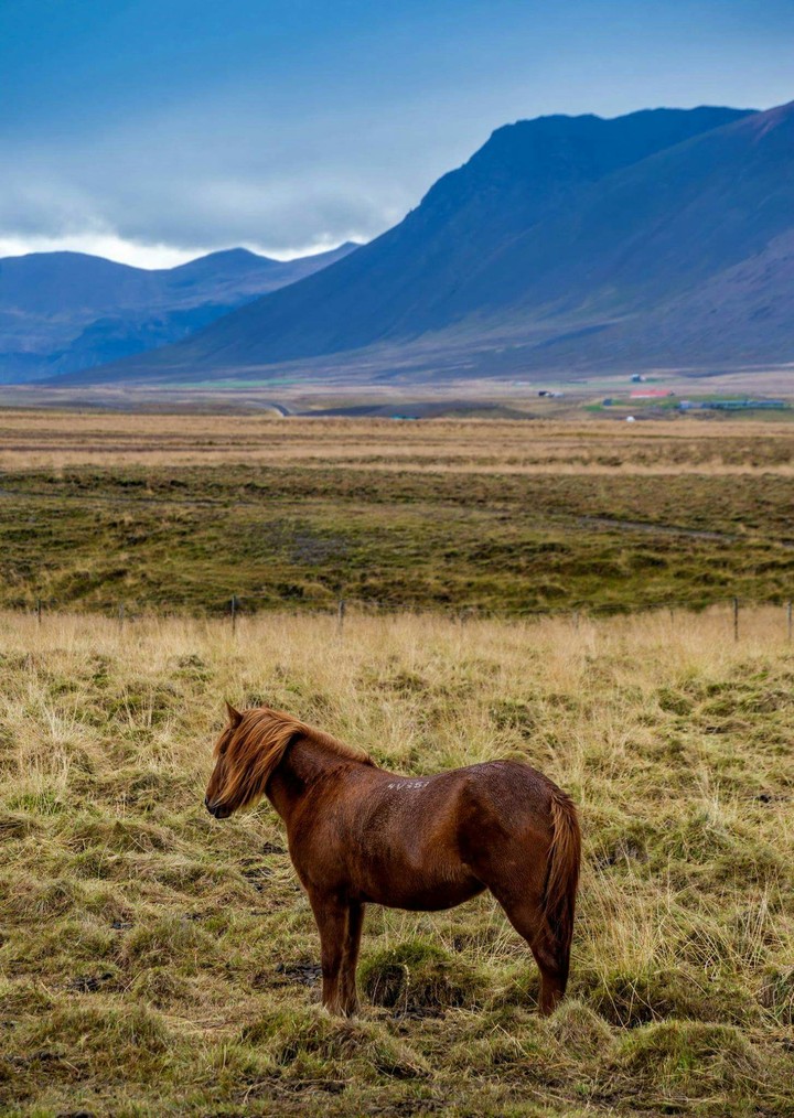 Horse