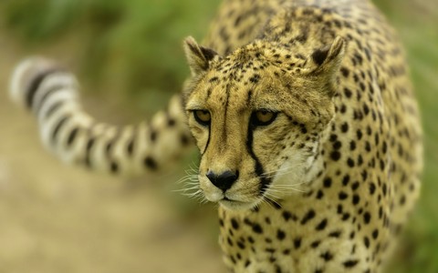 Cheetah