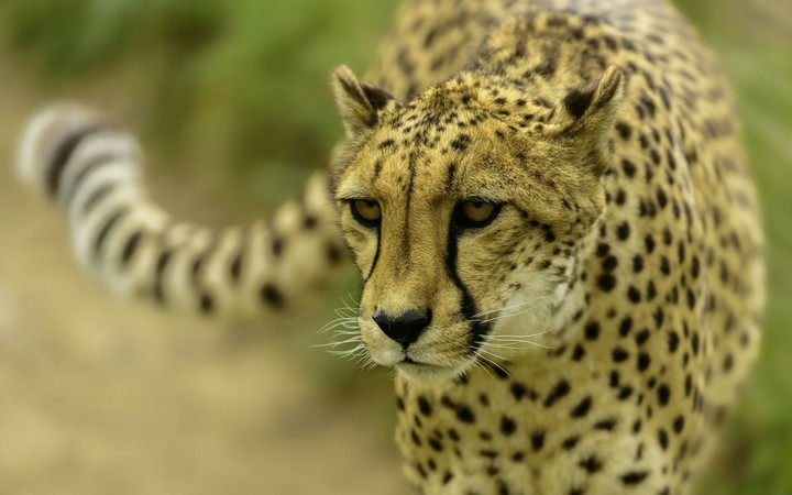 Cheetah