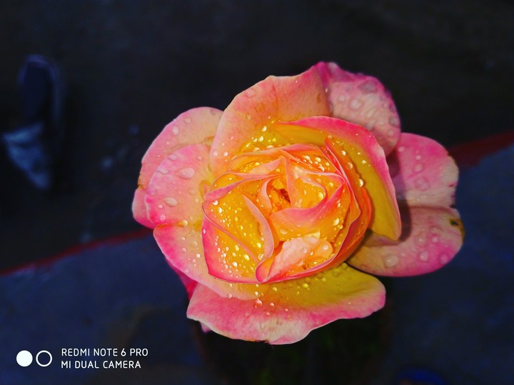 rose