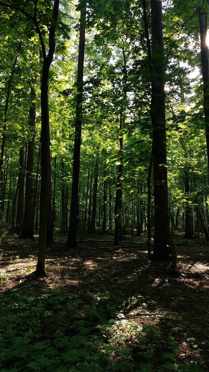sunny forest