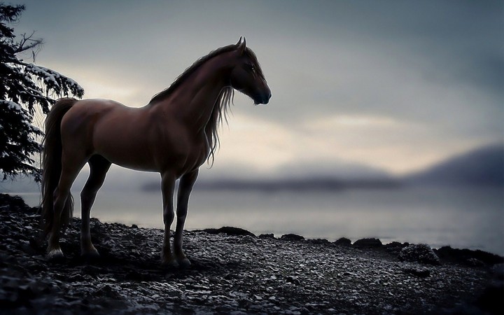 horse