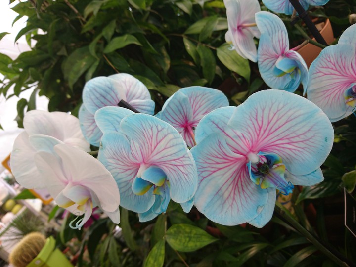 orchidées