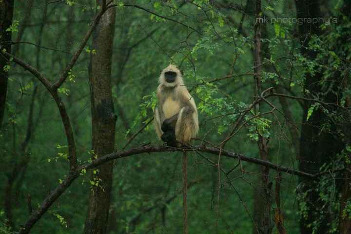 monkey