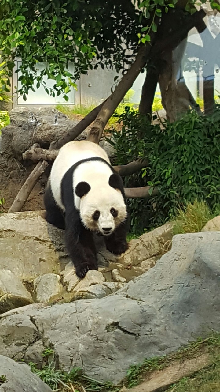 panda bear!