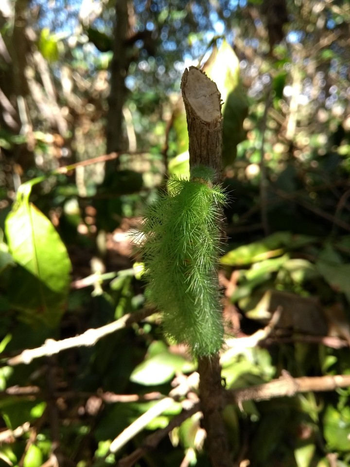 Oruga verde.