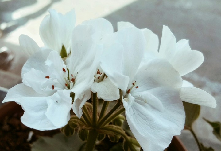 White