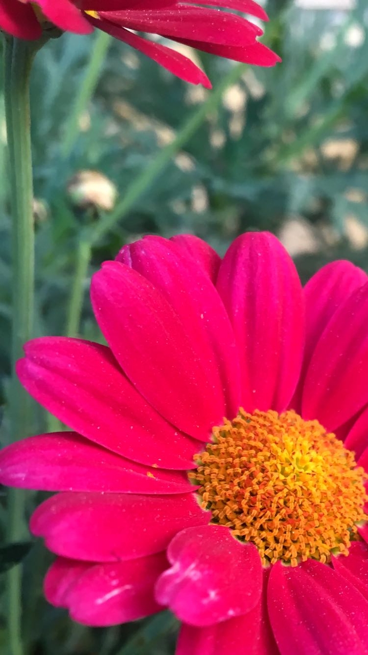 pink flower close up