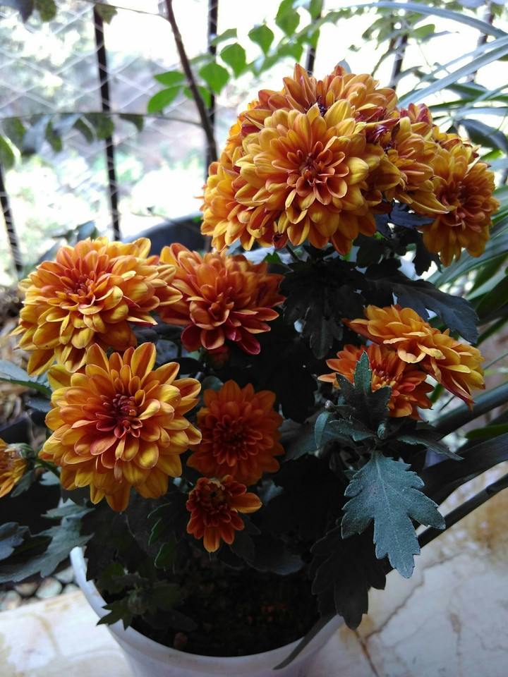 CHRYSANTHEMUM flowers