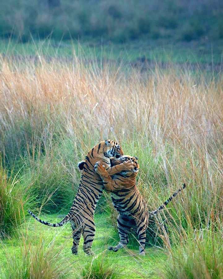 tigers