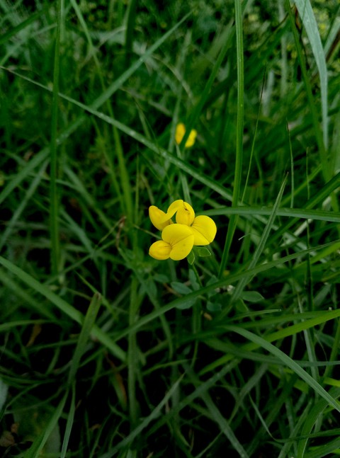 yellow follower