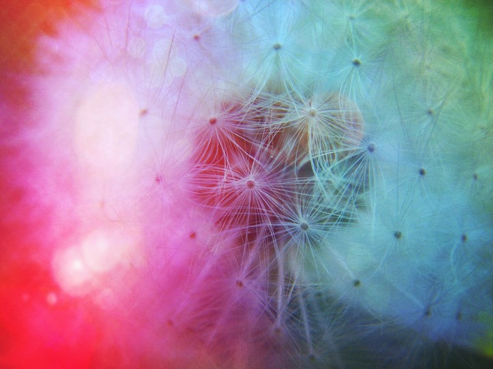 Dandelion