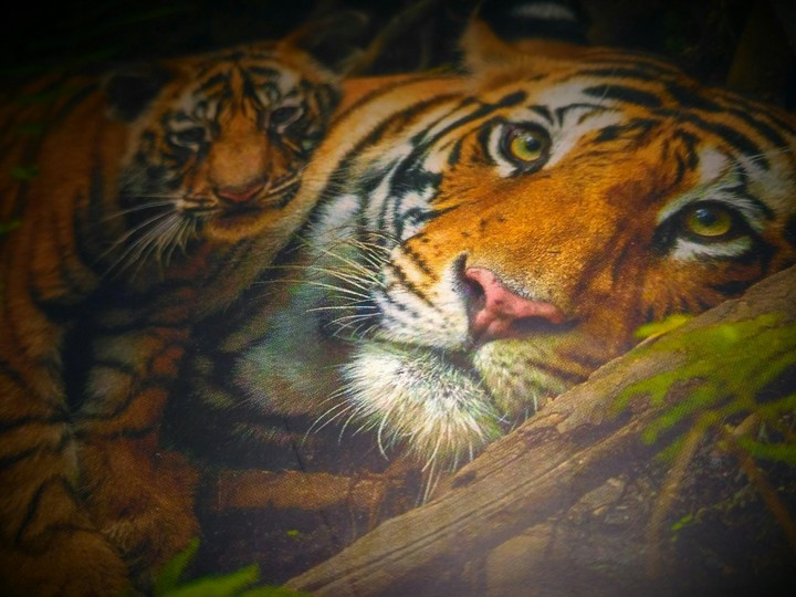 Tiger