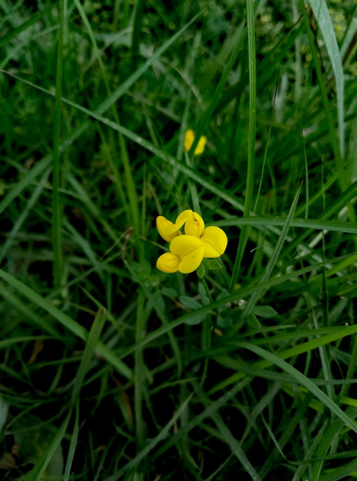 yellow follower