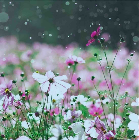 flower perfection