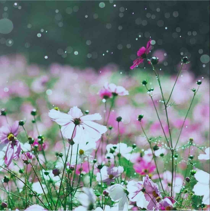 flower perfection