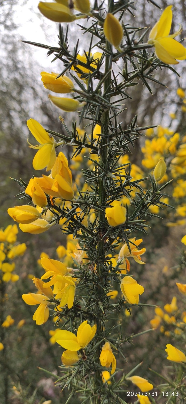 Blossom thorn