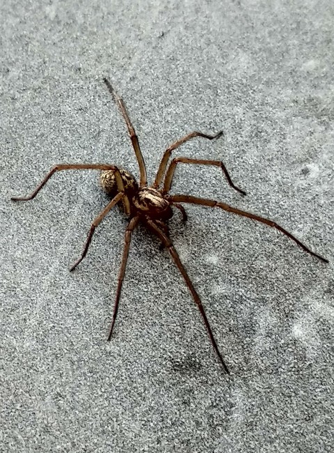 araignée