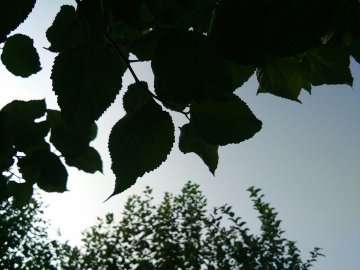 tree