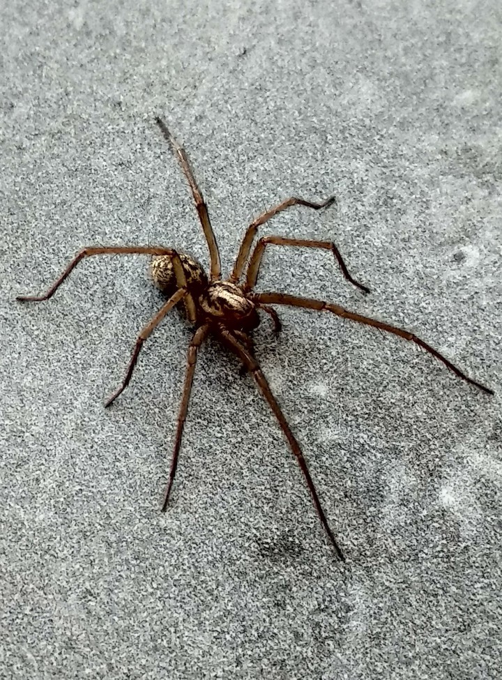 araignée