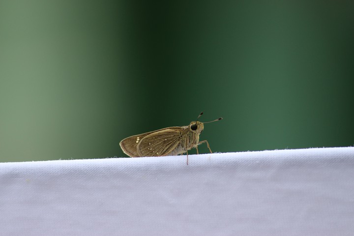 #insect #noname #interesting