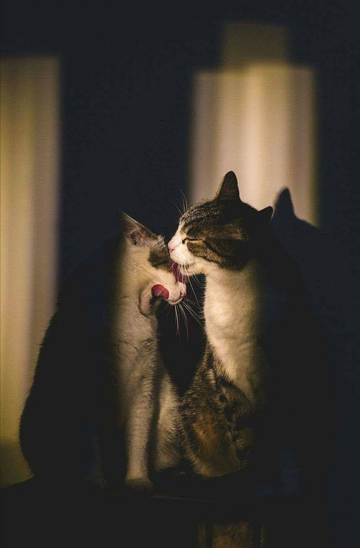 Cats