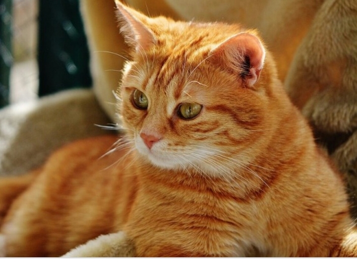 котя