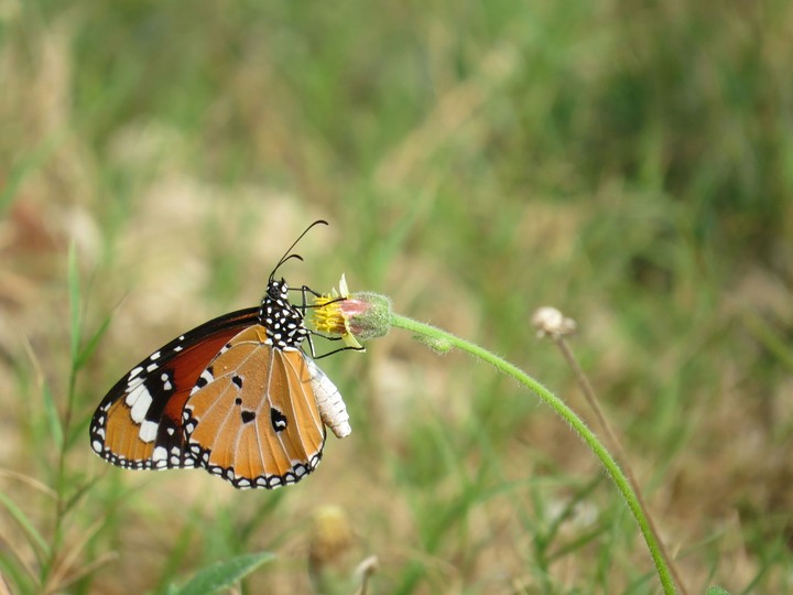 butterfly