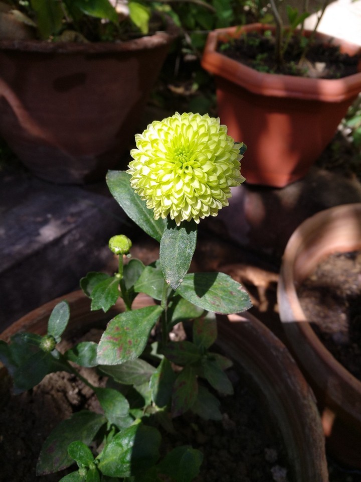 Chrysanthemum