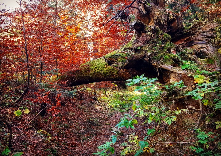 Tree in autumn