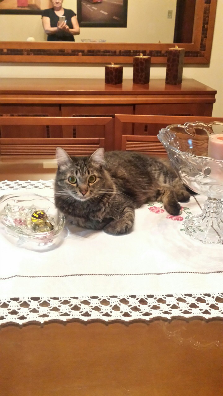 My daugther s cat Romps