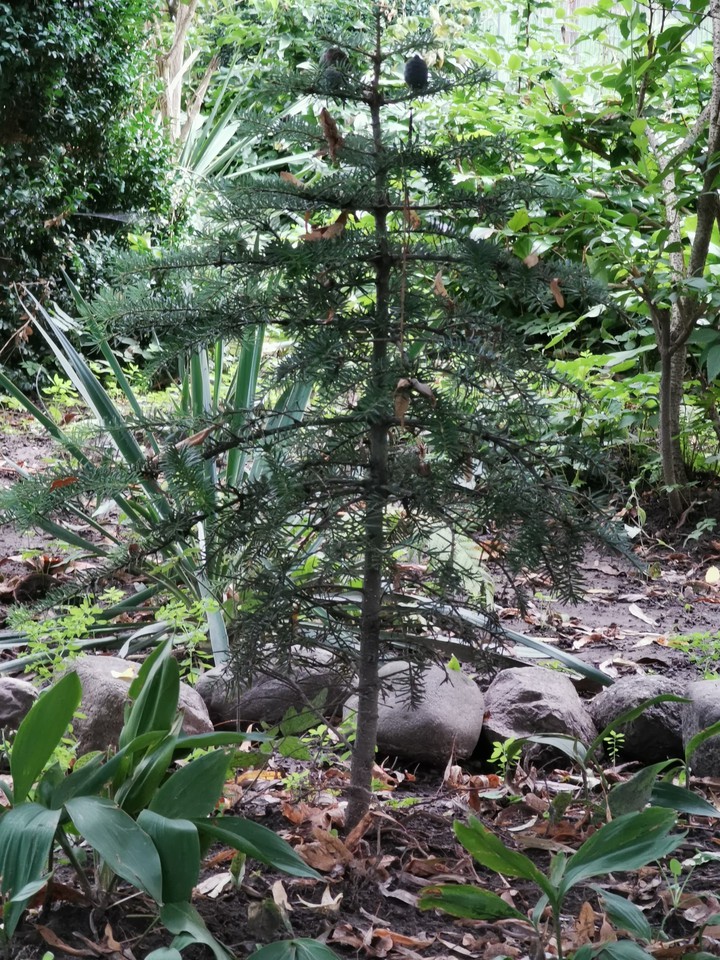 Young Tree