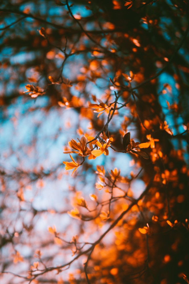 Autumn Leaves