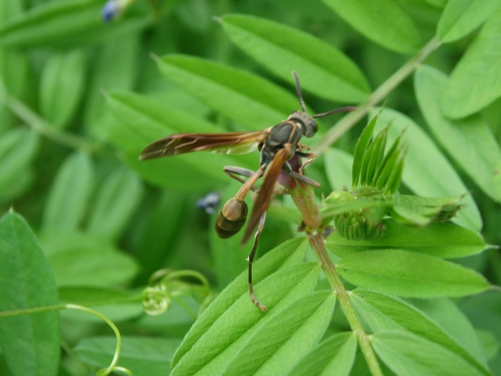 insect