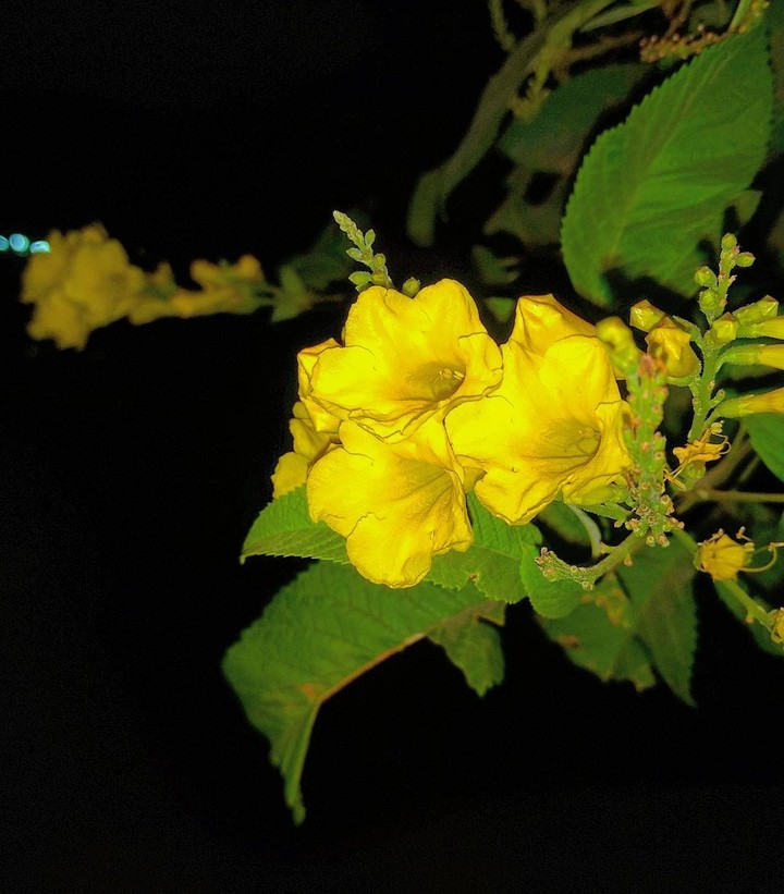 Wild Flower