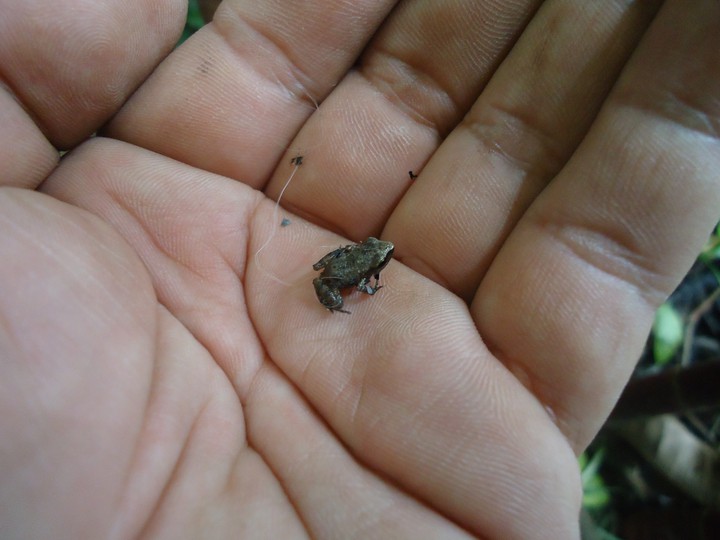 ranita coqui coqui